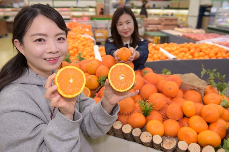 한라봉·천혜향·레드향은 아버지가 같다?...청견의 모든 것