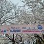 벚꽃 축제 석촌호수 일시폐쇄