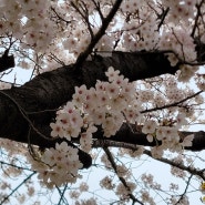 서울벚꽃명소 장안 벚꽃길 산책하기