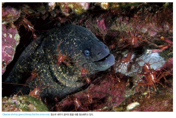 퇴물 취급받는 수중 기생동물 - Parasitism in the Ocean : 네이버 블로그