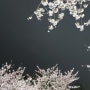 노화도)벚꽃 밤데이트