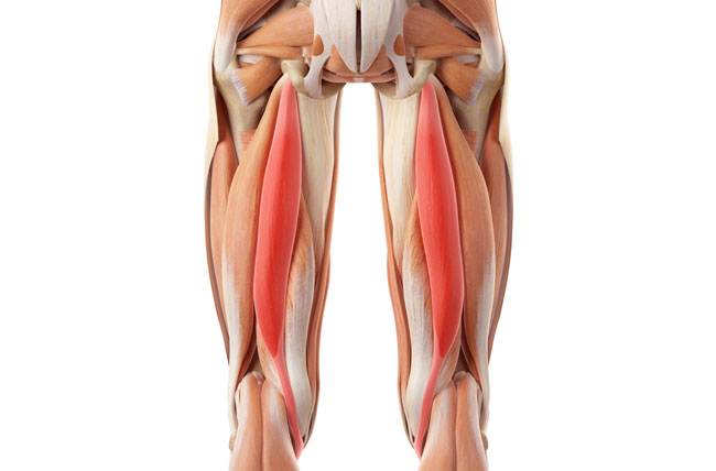 [천안재활] 햄스트링 파열 & 손상 (Hamstring Rupture & Injuries) - 운동선수의 햄스트링근 손상 ...