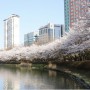 석촌호수 벚꽃축제 1일 ~11일까지 폐쇄 (오전5시~ 9시까지 임시개방)