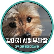 강아지 서혜부탈장 원인 및 중성화 : 남양동물병원
