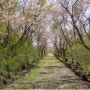 꽃이 핀 소모팜 풍경