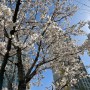 벚꽃 산책 그리고 3월의 마지막 날