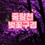 중랑천 벚꽃길 : 서울 야간벚꽃 보러 가기