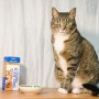 고양이 변비와 구내염 개선에 도움되는 유산균, 씨디랩