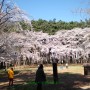 3월 31일 강릉 벚꽃 축제 명소. 올해는 참아주세~허균, 허난설헌 생가 잠깐 산책.