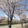 (일상) 양산 벚꽃 구경 벚꽃길 현실감각 잃을만큼의 아름다운 모습들