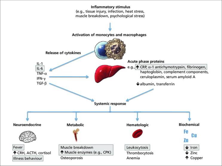 Acute phase proteins (APPs, 급성기 단백질)에 대하여.. : 네이버 블로그