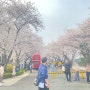 대구벚꽃명소-대구이월드 벚꽃축제 후기/자유이용권 할인법까지