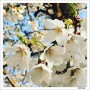 여의도벚꽃개화, 1주빠른 예상 맞아, 봄꽃시즌2, 돌단풍, 진달래, 산당화, 앵두나무 개화