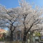 출근길 서울시립남서울미술관 벚꽃구경에 빠지다