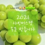 2021년 샤인머스켓 직거래 오픈 - 김천 화가의농원