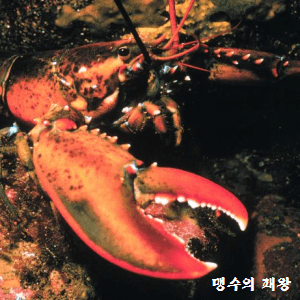 아메리카 바닷가재(랍스터)의 생태적 특성 #희귀 돌연변이 #가장 큰 갑각류 #최대 체급 절지동물 기네스 기록 : 네이버 블로그