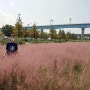 대저 생태공원 핑크뮬리 보며 가을 즐기기