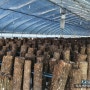 참나무 원목표고버섯농장 표고목 세우기 작업