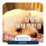 강아지 심장병, 판막폐쇄부전증, 울혈성심부전 [심장전문동물병원, 위례S동물의료센터]