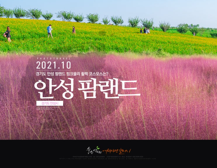 안성 여행 농협 안성 팜랜드 핑크뮬리 활짝 코스모스는? : 네이버 블로그