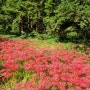 [분당 중앙공원] 꽃무릇 붉은 카펫을 걷다