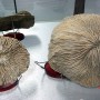 [자연] 버섯산호 화석 (Fungia)