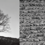 <프린트 / 액자> 오래된 나무, 숨 쉬는 돌 / 오상조 / 아트스페이스J