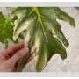 [1:1 식물상담] 직사광선에 노출된 뒤, 잎의 색이 변한 셀렘