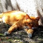 길고양이급식소 방수 원목으로 만든 벨르펫 고양이급식소