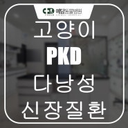 고양이 PKD (다낭성 신장질환)치료 전문동물병원(대전동물병원/유성동물병원)