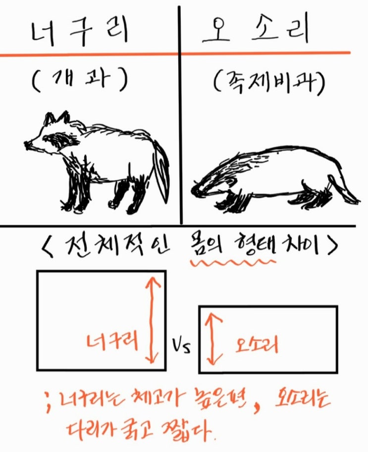 너구리와 오소리의 구별(차이점) : 네이버 블로그