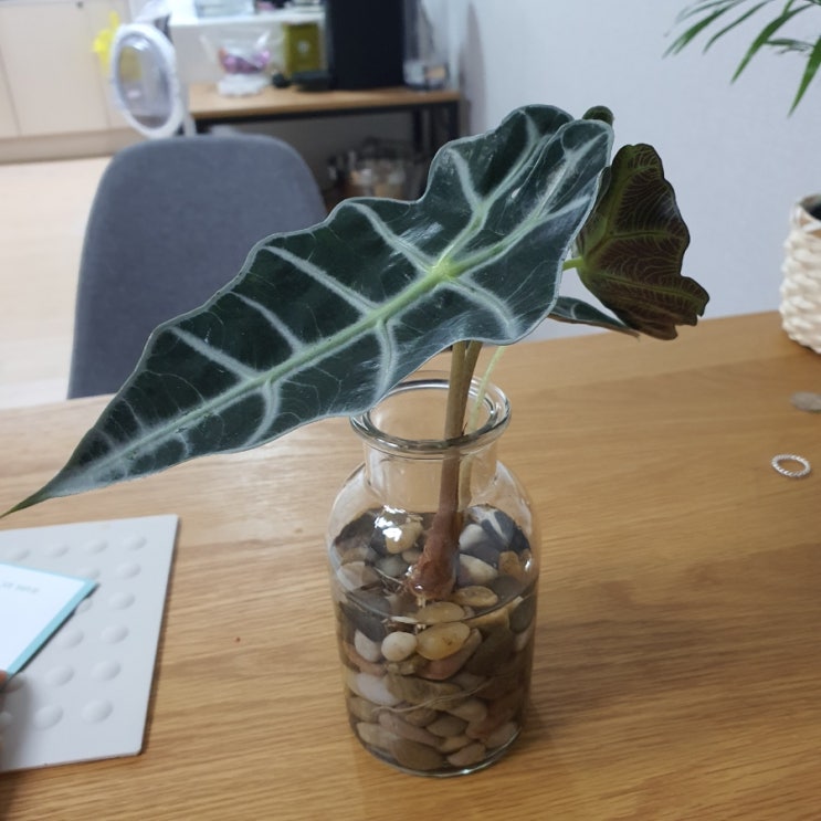 거북알로카시아 간병일기 (D+1) : 네이버 블로그