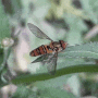 ( 호리꽃등에 )(꽃등에) 벌일까? 아니다! '파리목'의 "꽃등에"이다. 꽃등에(=벌파리). "꽃등에"의 별칭은 "벌파리"이다. 호리꽃등에(=떠돌이파리 / hoverfly, hoverflies) (2021.10.08. 촬영분) 해운대 장산의 식생. 장산계곡. 대천공원. ( 동영상 + ani-GIF + 사진 ).