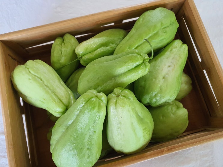 차요테 효능 차요태 먹는 법 : 네이버 블로그