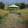 남양주 물의정원 "황화코스모스" = 주황색 꽃이 막바지로 핀 가을 풍경.