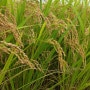 21년 햅쌀 바나듐을 먹은 천황쌀 판매하는 진천의 대양농원