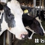 [세계농업은 지금] “가축·작물 항생제 투입 줄이고 사용 규제 강화해야”