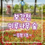 <1경> 보강천 미루나무 숲