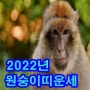 원숭이띠 2022년 운세