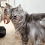 서울 속 귀여운 맹수, 17마리의 고양이 카페 : 스카이캣 SKY CAT (ft. 츄르츄르 / 명동)