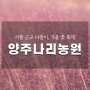 경기도 양주 나리공원 핑크 뮬리 가을꽃축제 서울 근교 나들이 추천