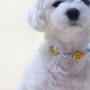 하이모드니 : 몹시 귀여운 강아지비즈목걸이 추천
