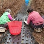 유기농 홍산마늘 재배하기 6탄