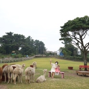 제주여행 2일차 : 아이와 행복했던 제주 도치돌 알파카 목장