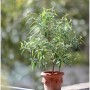 유칼립투스 레몬부쉬 Eucalyptus Lemon Bush - 이태리토분 ‘미니레모니 20 Mini Lemony’ PBE_033