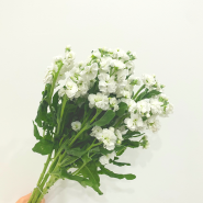 [ 2021. 10. 21 ] 스노우폭스플라워 오늘의 꽃