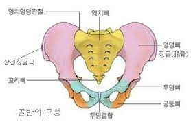 엉치수평각, 엉치뼈 골절, 엉덩엉치관절의 앞끄덕임 정리완료! : 네이버 블로그