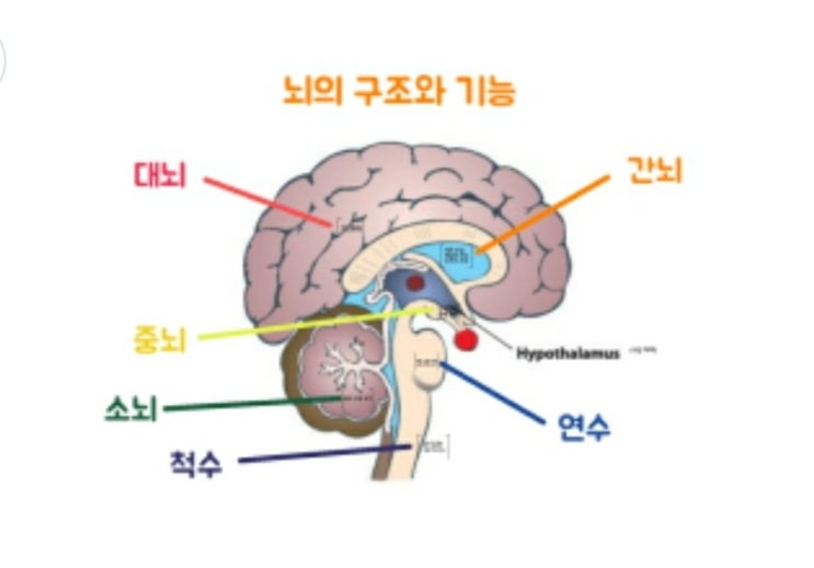 뇌의구조기능 대뇌피질 뇌신경12쌍 척수신경31쌍 | 유니시티코리아 유여림 : 네이버 블로그