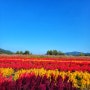 [가을 당일 여행 추천]서울 근교 철원 고석정 꽃밭 맨드라미