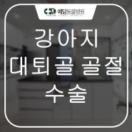 강아지 뒷다리(대퇴골) 골절 수술 전문동물병원 = 예담동물병원(대전동물병원/유성동물병원)